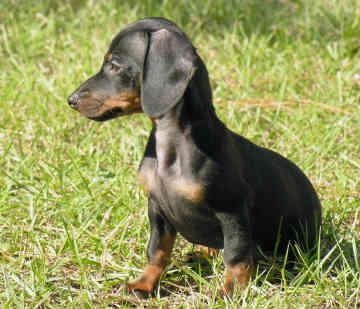 All about Dachshund Dog