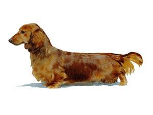 All about Dachshund Dog