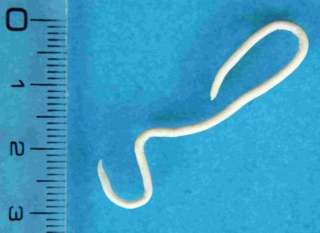 Types of Dog Worms - Paperblog