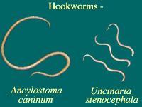 Types of Dog Worms