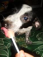 He loves lollipop!