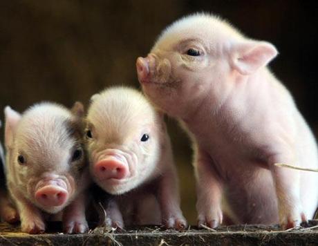 Baby Pot Belly Pigs