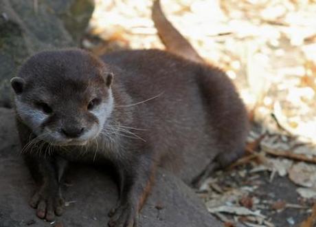 Otters are making a comeback: Furry water-dwellers found in every county in Britain