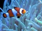 Featured Animal: Clown Fish