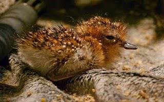 WORLD FIRST: spoon-billed sandpiper chicks hatch in captivity