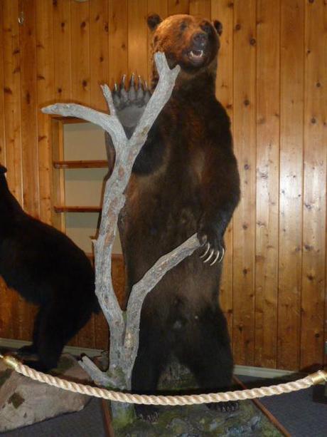 Stuffed grizzly bear on display at the Lake Louise Gondola Interpretive Centre