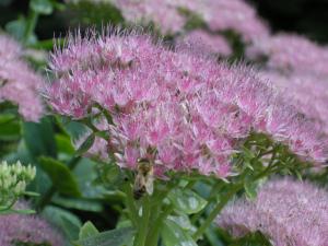 Sedum spectabile 'Brilliant' flower (24/07/2011, London)