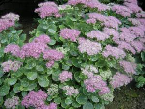 Sedum spectabile 'Brilliant' (24/07/2011, London)