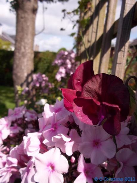 Photographs of the Garden