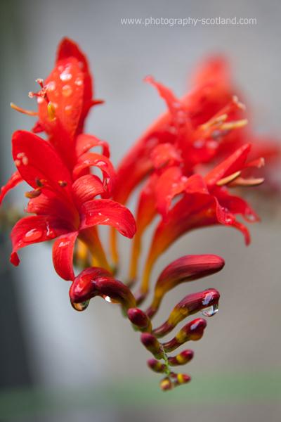 Photo - red flower