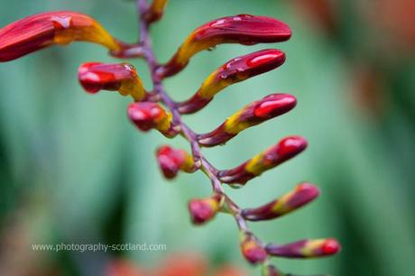 Image - red flower buds
