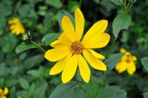 Heliopsis helianthoides flower (27/07/2011, London)