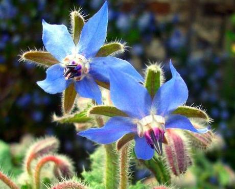 Borage, Bees and Blogging