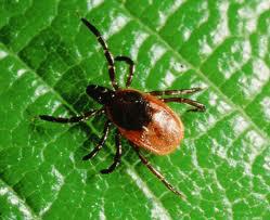 Lyme Disease – The Most Misdiagnosed Disease in America