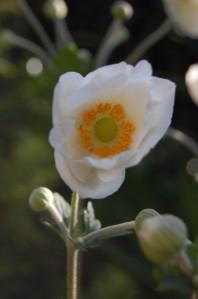 Anemone × hybrida 'Honorine Jobert' flower (06/08/2011, London)