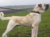 Featured Animal: Anatolian Shepherd