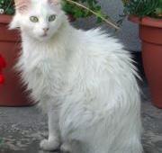 Turkish Angora