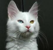 Turkish Angora