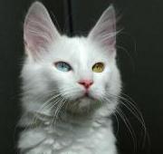 Turkish Angora Turkish Angora