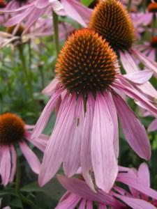 Echinacea purpurea flower (28/07/2011, London)