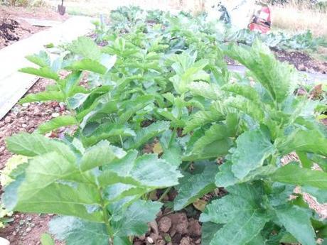 Parsnips for Christmas