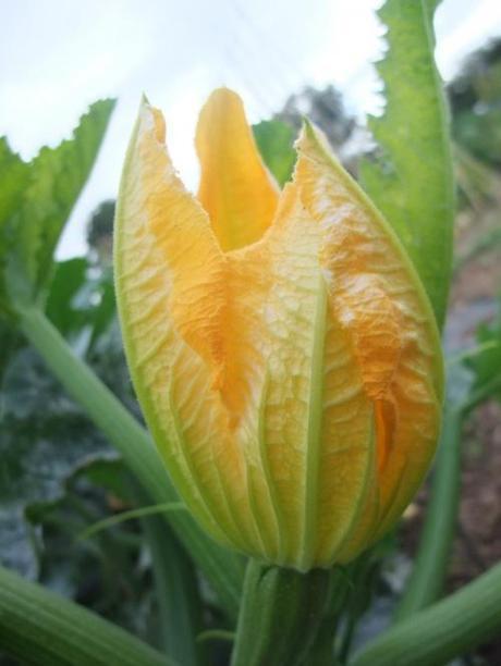 Courgette flower - I love their voluptuousness