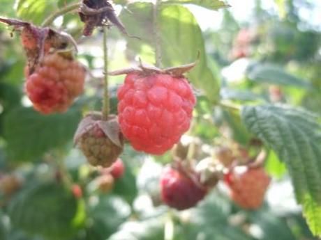 Raspberry Autumn Bliss