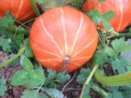 Squash Uchi Kuri - I can't wait to harvest it