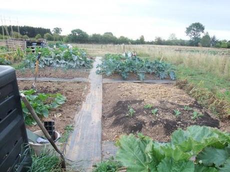 Looking down the plot from the fruit beds