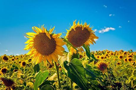 PHOTOGRAPHING FLOWER POWER FOR MARVELOUS MONDAY!!!