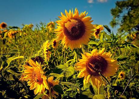 PHOTOGRAPHING FLOWER POWER FOR MARVELOUS MONDAY!!!