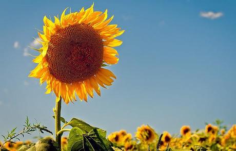 PHOTOGRAPHING FLOWER POWER FOR MARVELOUS MONDAY!!!