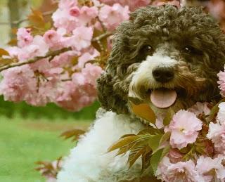Photos: Cute Dogs Celebrate Springtime