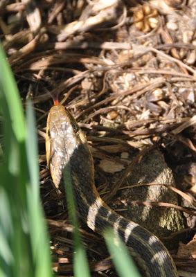 In the Garden