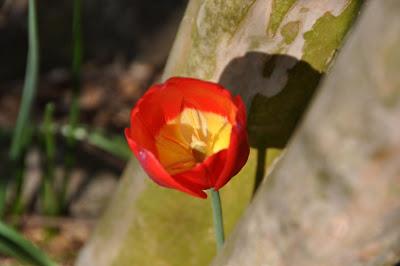 In the Garden