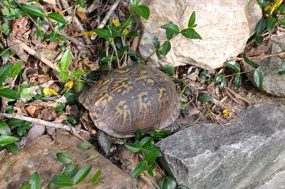 In the Garden