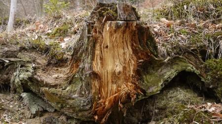 A tree which a brown bear removed some bark
