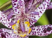 Toad Lilies Tricyrtis Sinimone