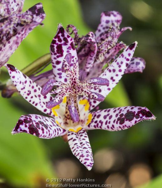 purple toad lily - tricyrtis X sinimone