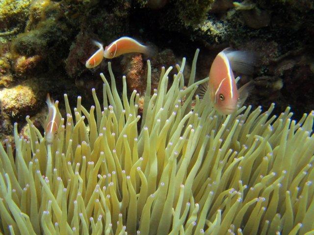 Clownfish are adorable