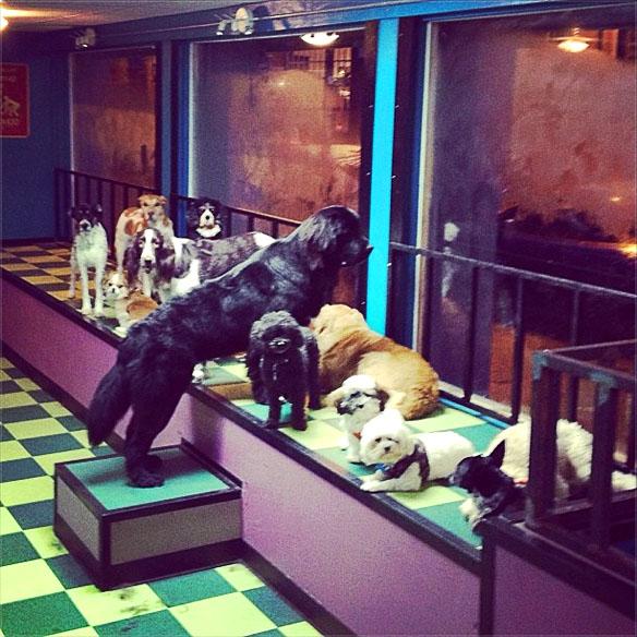 Pooches, Welcome to DOG School!