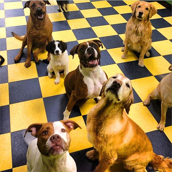 Pooches, Welcome to DOG School!