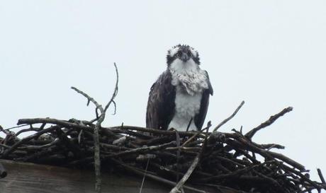 Osprey sits soaken wet in nest - Youngs Point - Ontario - Canada