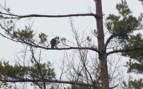 Osprey sits in tree - Youngs Point - Ontario - Canada