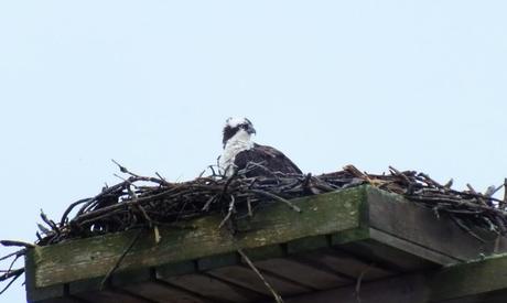 Osprey sits in nest in rain storm - Youngs Point - Ontario - Canada