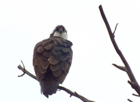 Osprey looks back from nest - Youngs Point - Ontario - Canada