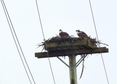 Two Osprey sit in nest on pole - Youngs Point - Ontario - Canada