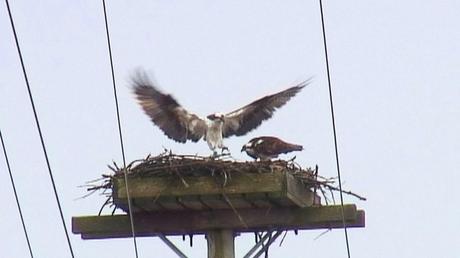 osprey dances in front of partner in nest - Youngs Point - Ontario - Canada