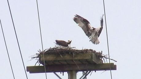 osprey returns to nest - Youngs Point - Ontario - Canada