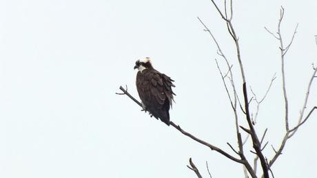 Osprey sits on tree limb - Youngs Point - Ontario - Canada